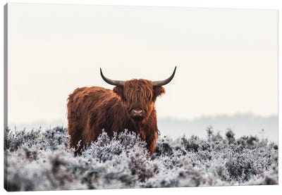 Highlander Canvas Art Print - Highland Cow Art