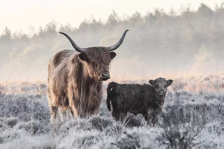 Highlander And Calf