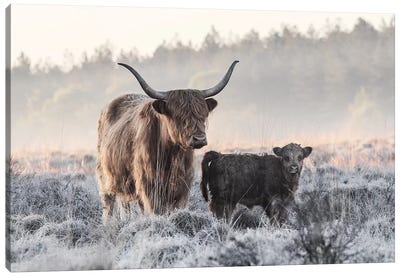 Highlander And Calf Canvas Art Print - Mist & Fog Art