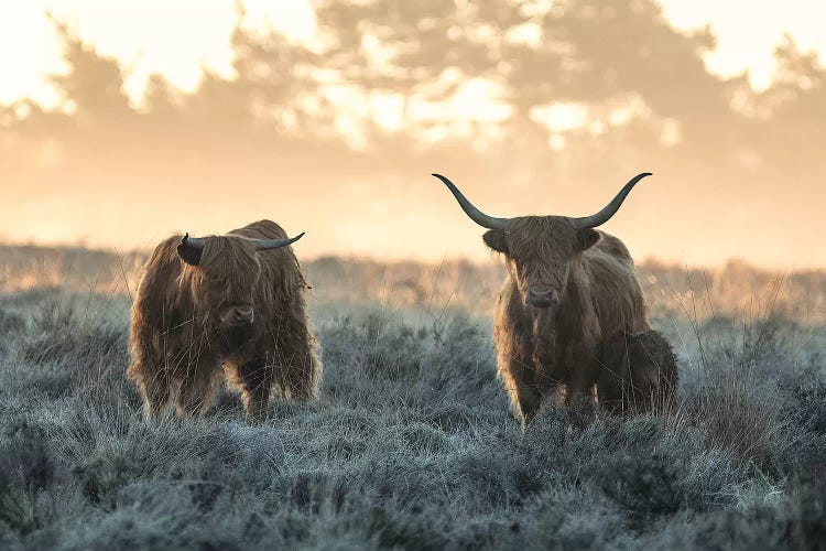 Three Highlanders