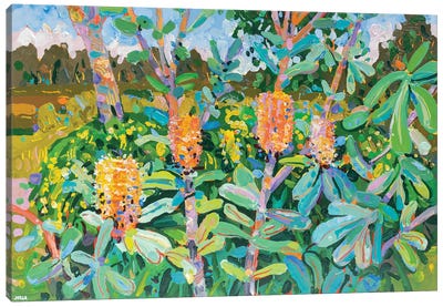 Coast Banksia VII Canvas Art Print - Joseph Villanueva