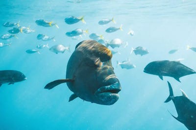 Maori Wrasse Underwater Nature Fish Reef by James Vodicka art print
