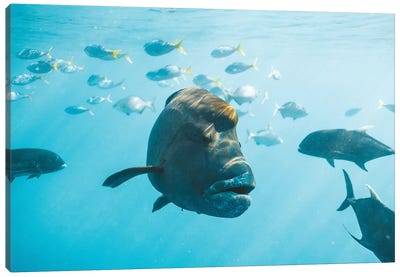Maori Wrasse Underwater Nature Fish Reef Canvas Art Print - Marine Life Conservation