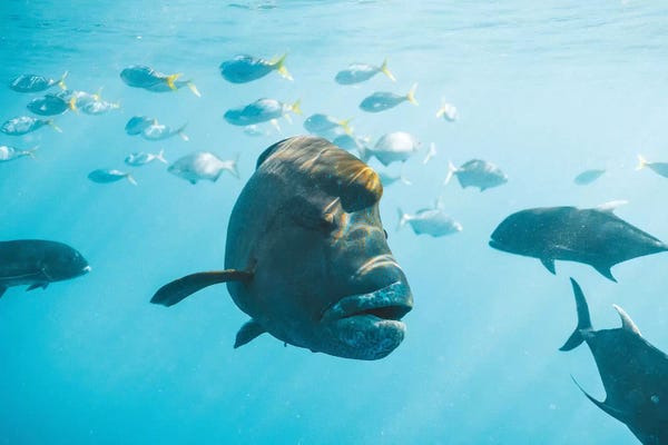 Marine Life Conservation: Maori Wrasse Underwater Nature Fish Reef by James Vodicka