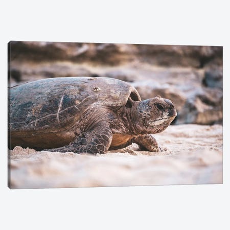 Beach Turtle Nature Close-Up Canvas Print #JVO12} by James Vodicka Canvas Print