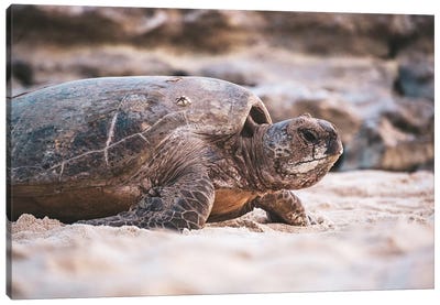 Beach Turtle Nature Close-Up Canvas Art Print - James Vodicka