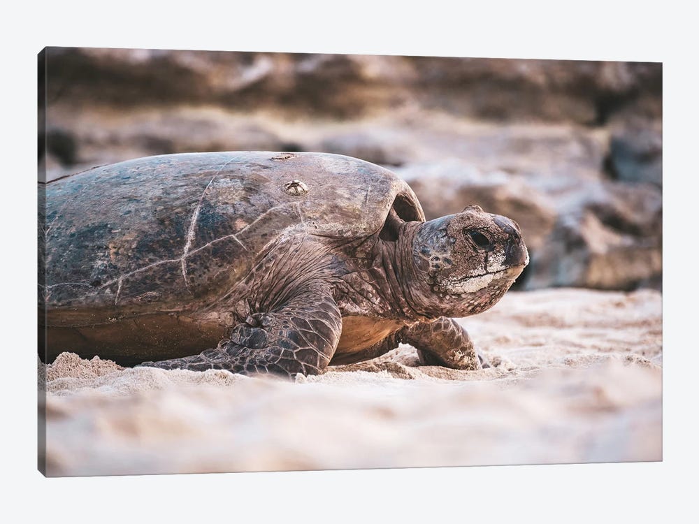 Beach Turtle Nature Close-Up by James Vodicka 1-piece Canvas Wall Art