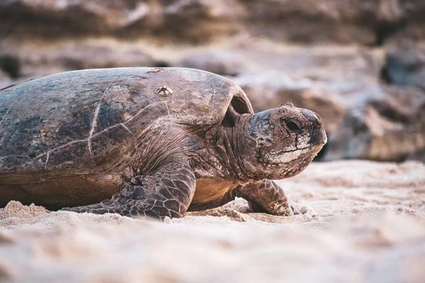 James Vodicka: Beach Turtle Nature Close-Up by James Vodicka