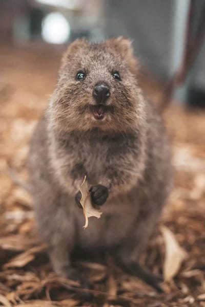 Quokka With Leaf by James Vodicka canvas print