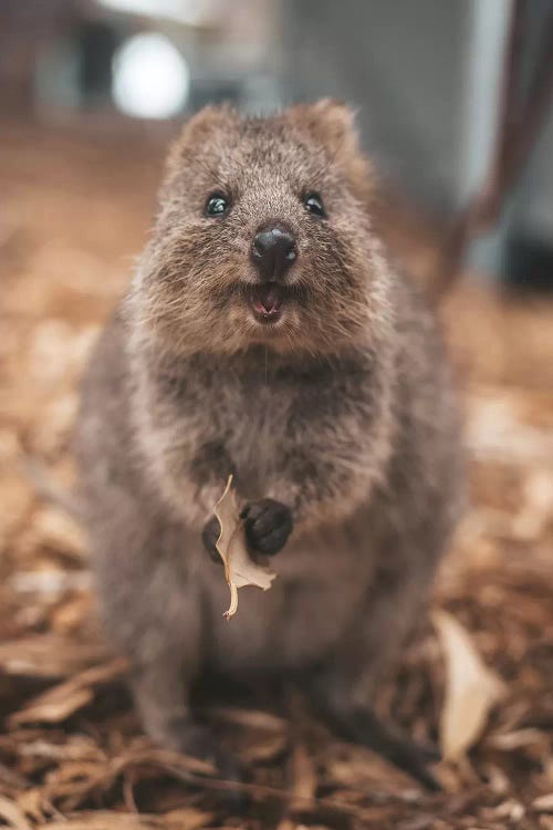 Quokka With Leaf