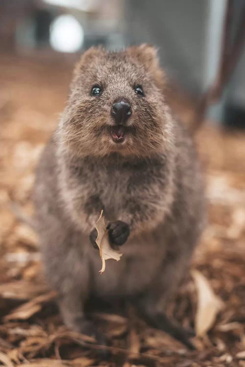 Quokka With Leaf by James Vodicka wall art
