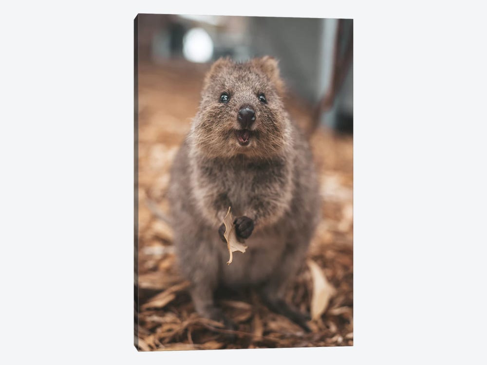 Quokka With Leaf by James Vodicka 1-piece Canvas Art