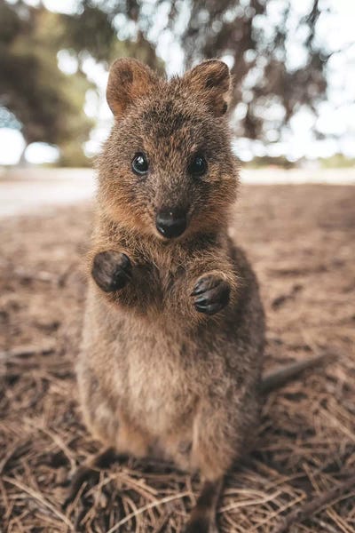 James Vodicka: Quokky Balboa - Cute Fighting Quokka by James Vodicka