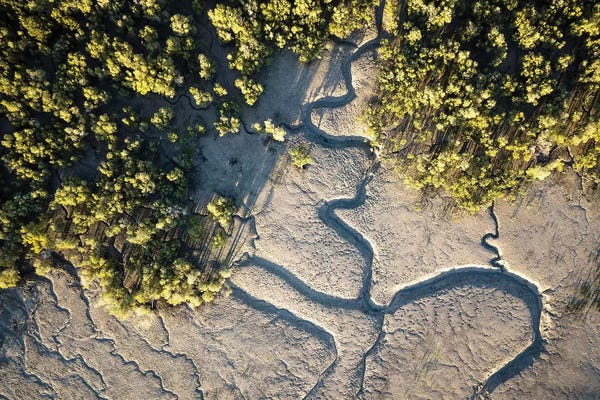 James Vodicka: Raft Point Abstract Mangroves Aerial by James Vodicka
