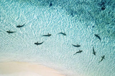 Sharks Patrolling Beach Shoreline by James Vodicka art print