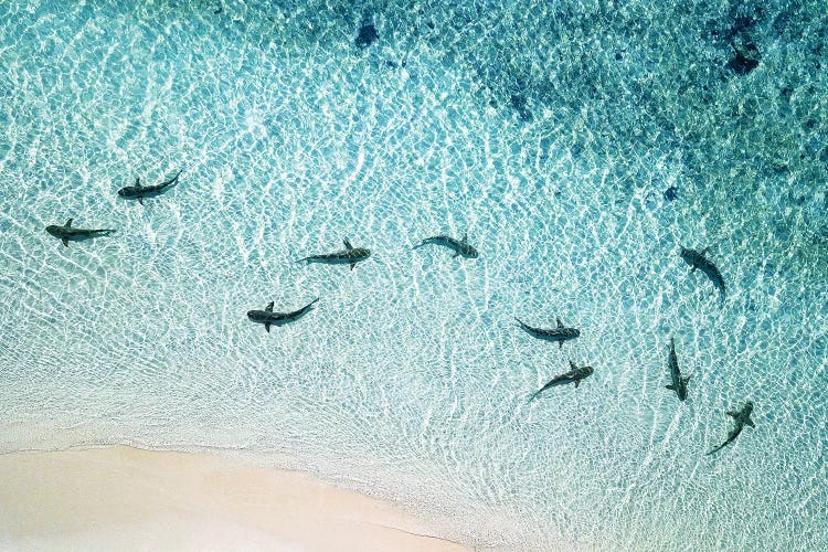 Sharks Patrolling Beach Shoreline