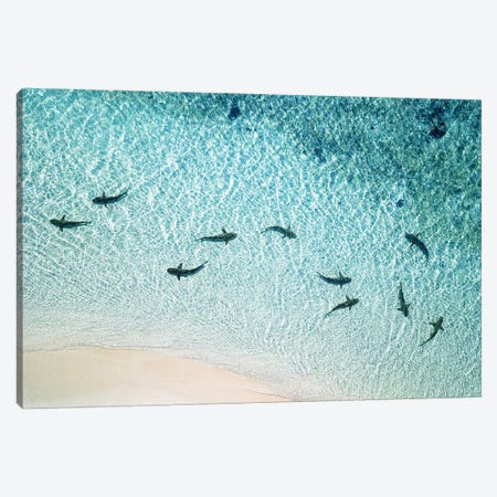 Sharks Patrolling Beach Shoreline Canvas Print #JVO161} by James Vodicka Canvas Art