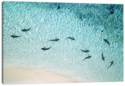 Sharks Patrolling Beach Shoreline Canvas Art Print - James Vodicka