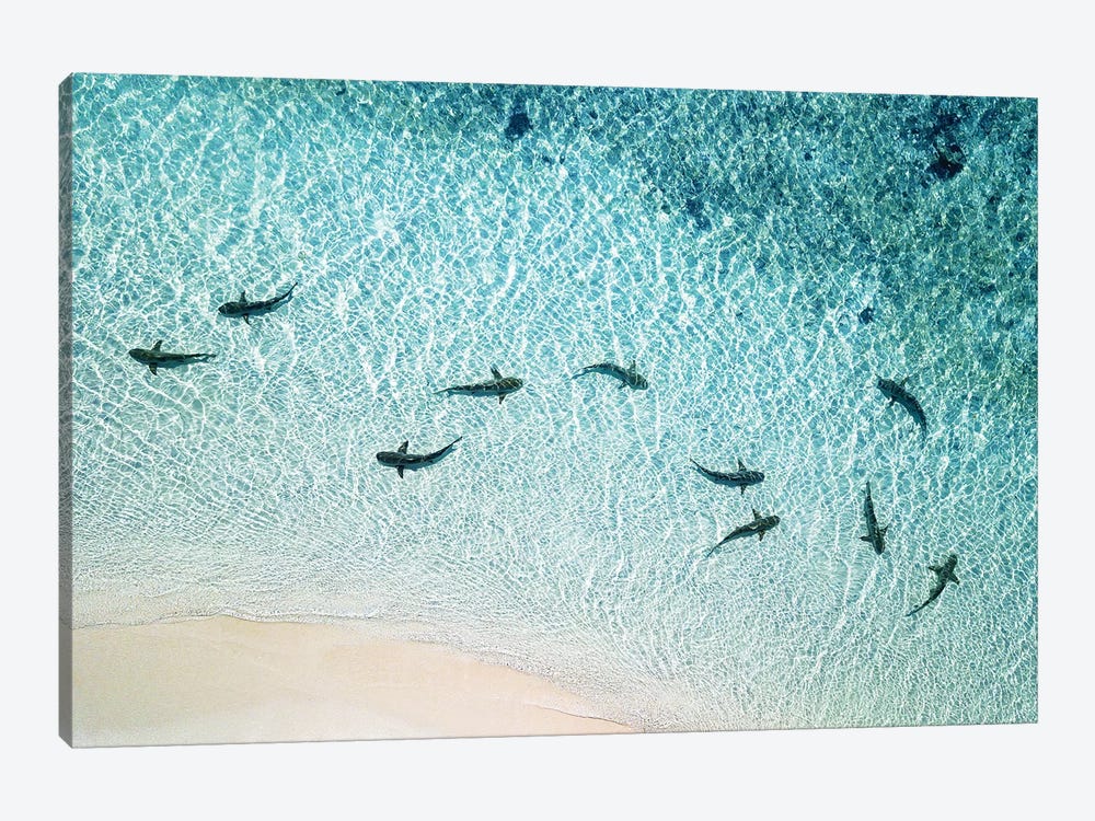 Sharks Patrolling Beach Shoreline by James Vodicka 1-piece Canvas Artwork