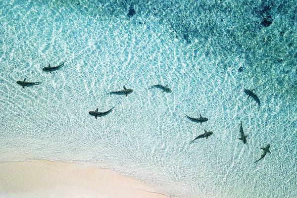 Sharks Patrolling Beach Shoreline