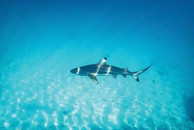 Sun Rays Reef Shark by James Vodicka art print