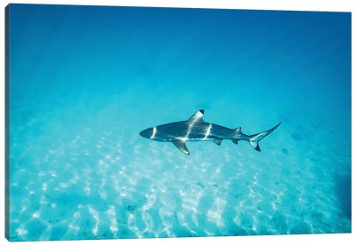 Sun Rays Reef Shark Canvas Art Print