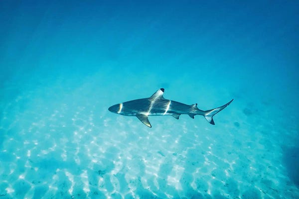 James Vodicka: Sun Rays Reef Shark by James Vodicka