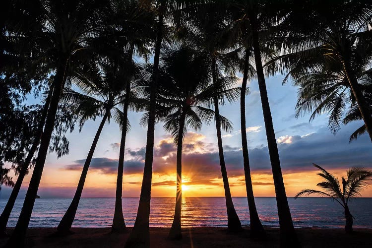 Sunrise Through Beach Palms