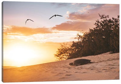 Sunrise Turtle On Beach Canvas Art Print - Turtle Art