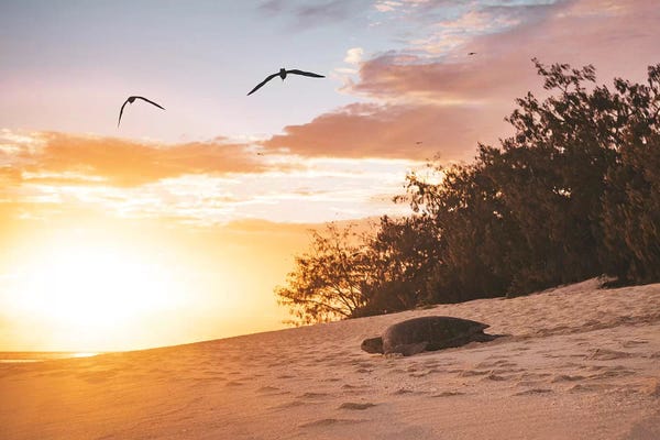 James Vodicka: Sunrise Turtle On Beach by James Vodicka