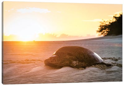 Sunrise Turtle On Beach Golden Light Canvas Art Print - Turtle Art