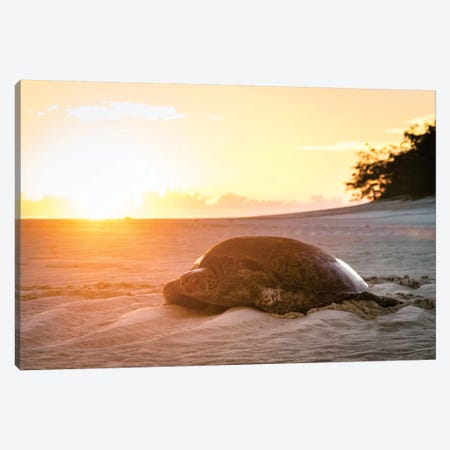 Sunrise Turtle On Beach Golden Light Canvas Print #JVO182} by James Vodicka Canvas Artwork
