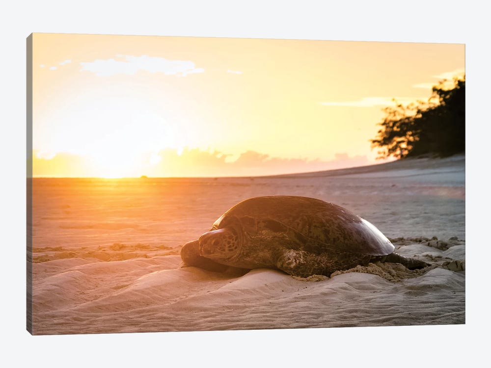 Sunrise Turtle On Beach Golden Light by James Vodicka 1-piece Canvas Art Print