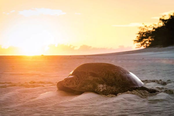 James Vodicka: Sunrise Turtle On Beach Golden Light by James Vodicka