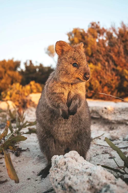 Sunset Quokka On Rottnest Island