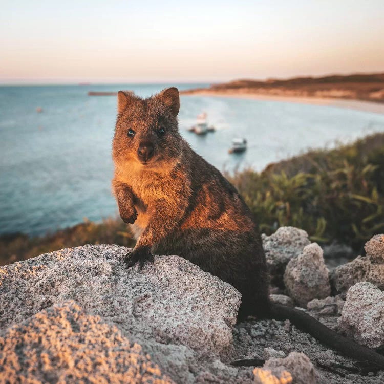 Sunset Quokka On Rottnest Island (Square) by James Vodicka wall art