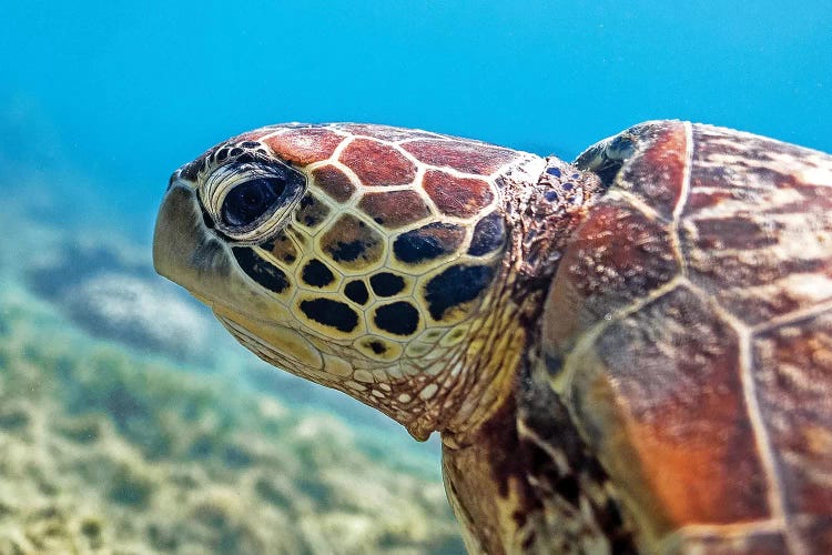 Turtle Head Nature Underwater