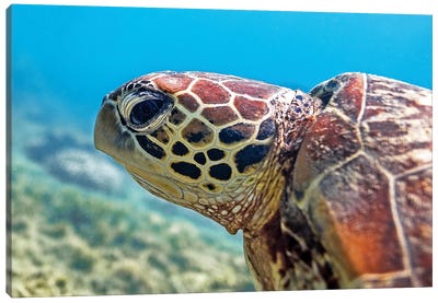 Turtle Head Nature Underwater Canvas Art Print