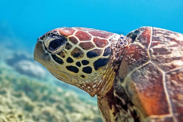 James Vodicka: Turtle Head Nature Underwater by James Vodicka
