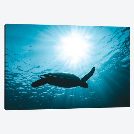 Turtle With Sun Rays Canvas Print #JVO212} by James Vodicka Canvas Artwork