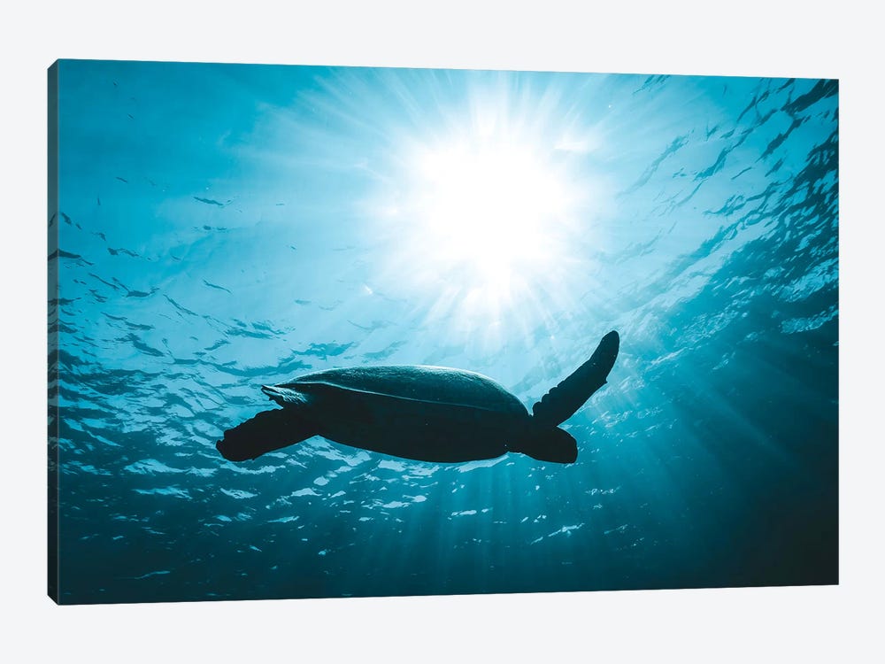 Turtle With Sun Rays by James Vodicka 1-piece Canvas Artwork