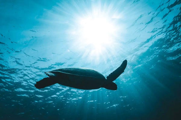 Turtle With Sun Rays