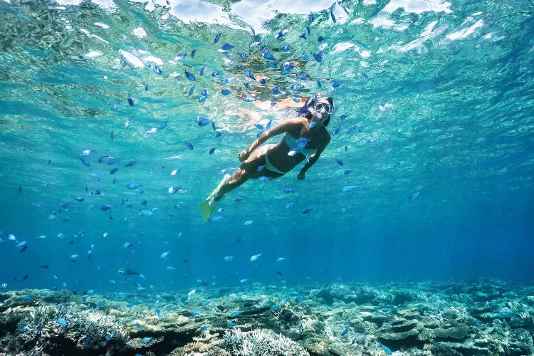 Underwater Bikini Snorkeller Coral Reef Fish by James Vodicka wall art