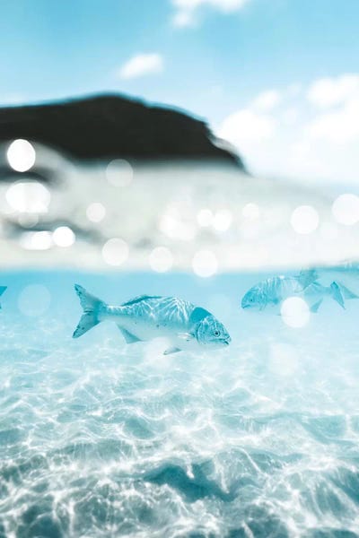 Underwater Fish 50/50 Half Split Shot by James Vodicka art print