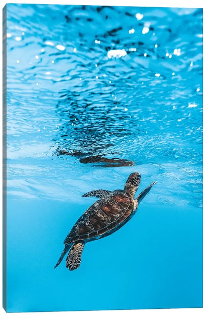 Underwater Little Turtle Canvas Art Print - Turtle Art