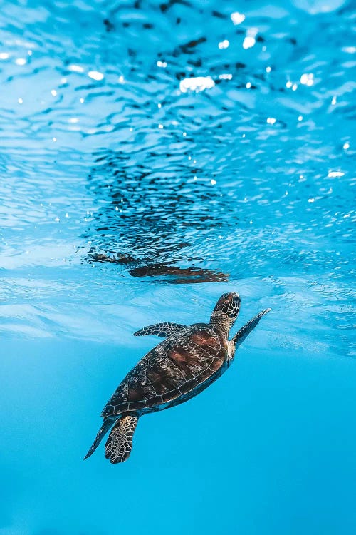 Underwater Little Turtle