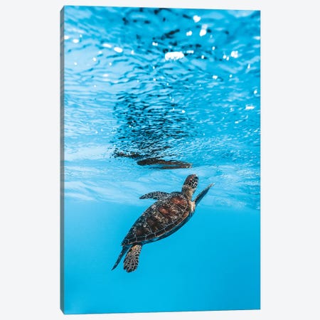Underwater Little Turtle Canvas Print #JVO217} by James Vodicka Canvas Art Print