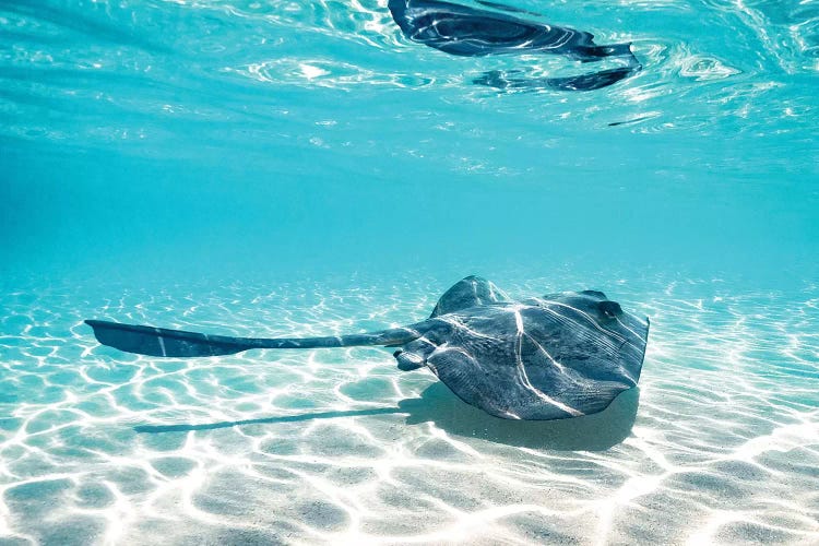 Underwater Ray Reef Snorkelling