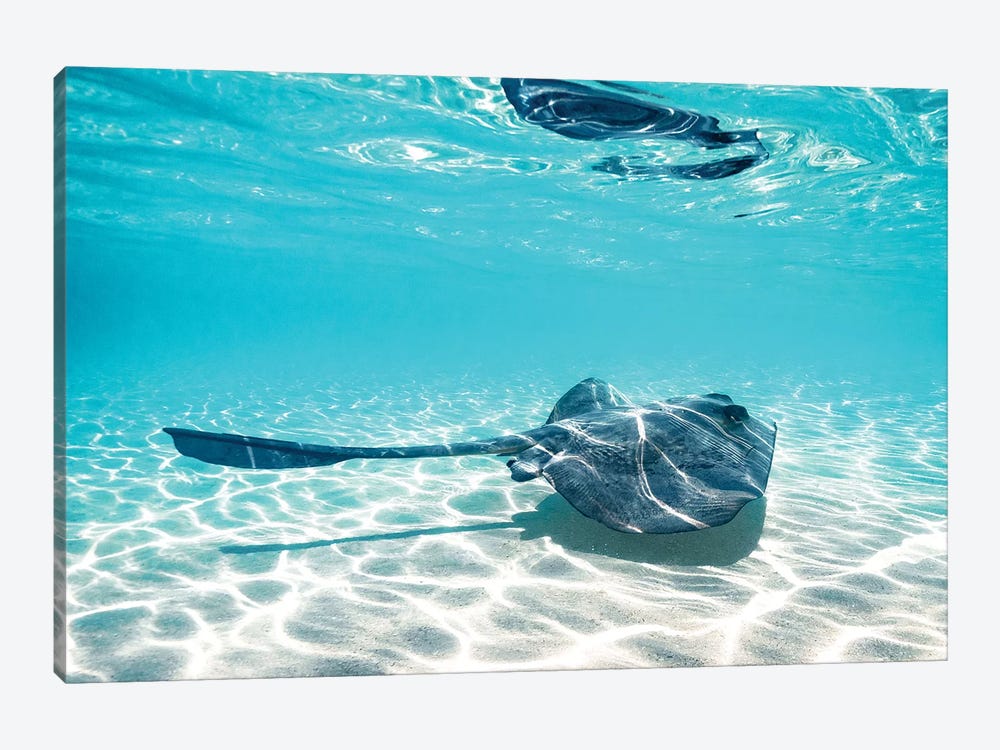 Underwater Ray Reef Snorkelling by James Vodicka 1-piece Canvas Print