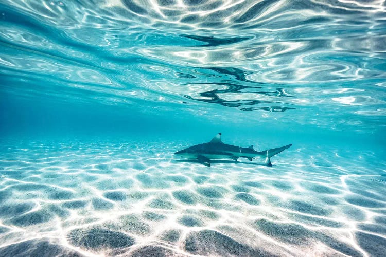 Underwater Reef Shark Shallow Water